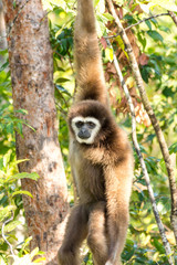 Female white handed Gibbon (Hylobatidae lar) hanging from a branch in a tree in Trang rovince, Thailand
