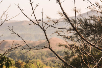 Branches without the leaves in the winter season