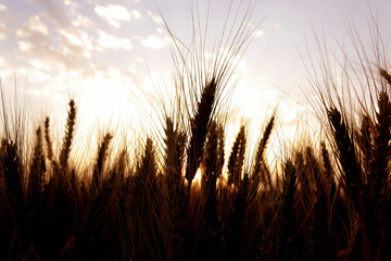 agricultural image of shiny wheat field over sunny sky