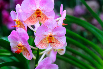 beautiful orchid flower in garden