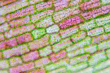 Plant cell under the microscope view.
