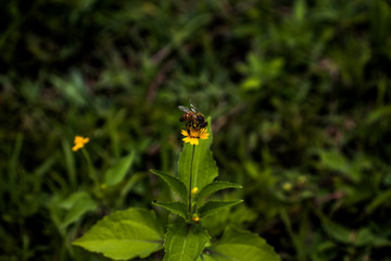 Abeja en flor