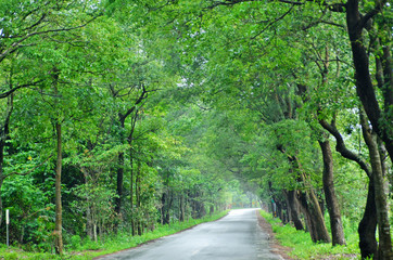 Obraz premium Road through tunnel of green tree forest