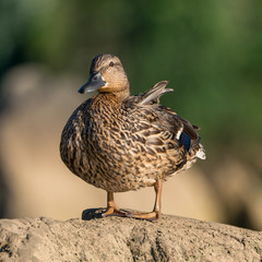 Female Mallard Duck on a Rock
