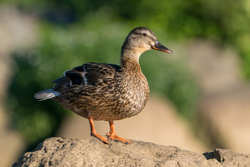 Female Mallard Duck on a Rock