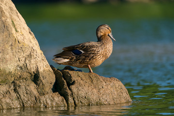 Female Mallard Duck on a Rock
