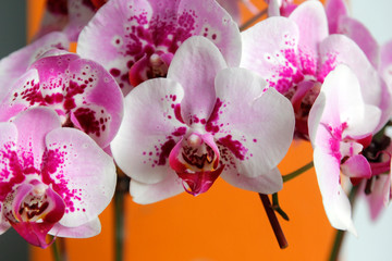 beautiful orchid flower in garden