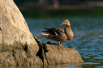 Female Mallard Duck on a Rock