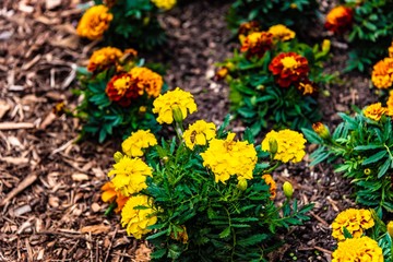 yellow flowers with bee in the garden