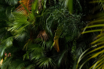 Tropical palm leaves, floral pattern background