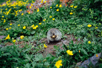 Gopher eating cookie in grass and yellow flowers