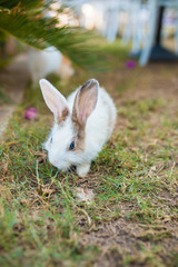 Cute little white rabbit on green grass or meadow. 