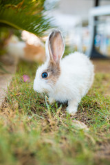 Cute little white rabbit on green grass or meadow. 