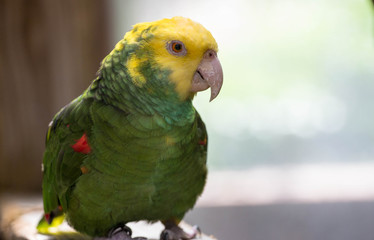 Yellow-headed Amazon Parrot / Bird 