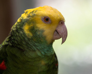 Yellow-headed Amazon Parrot / Bird 