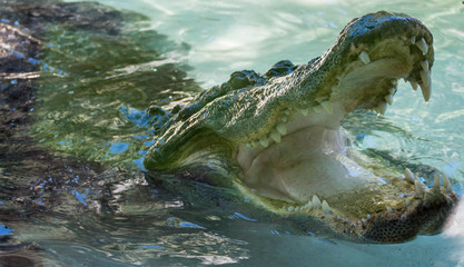Alligator Jaws 