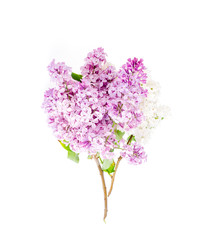 Beautiful fresh lilac flowers isolated on white background