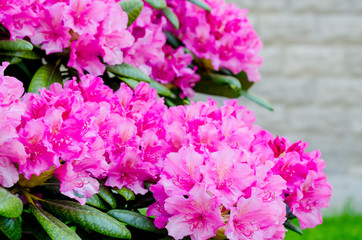 Rose blooming rhododendron bush in garden. Photo