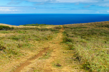 Pathway through lush vegetation leading from Hanga Roa to the summit of Rano Kau volcano on Easter Island, Chile, showcasing stunning natural beauty and volcanic landscapes.