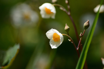 Snow poppy, scientific name : Eomecon chionantha