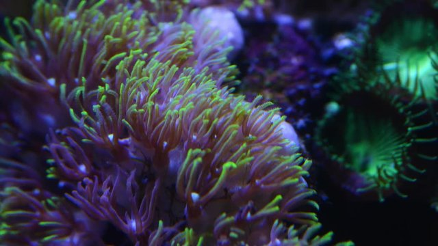 star polyp coral opening up time lapse