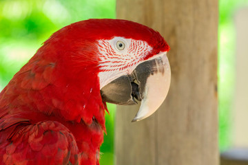 Red Macaw Portrait