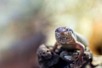 Close up of a skink lizard.