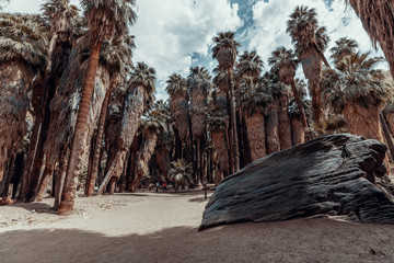 a palm forest in the middle of an oasis in Palm Springs, 