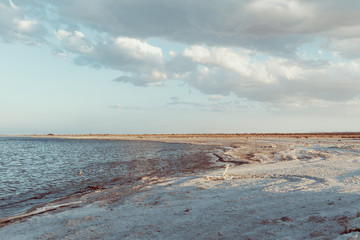 a beach of fish bones in Salton Sea