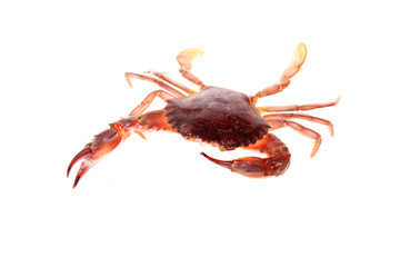 Crab isolated on white background.