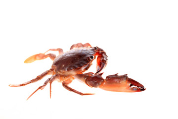 Crab isolated on white background.