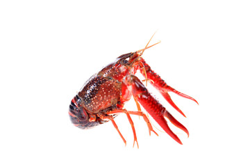 Crayfish