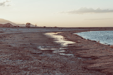 a beach of fish bones in Salton Sea