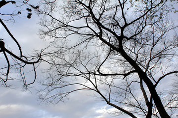 Fototapeta na wymiar Tree 2