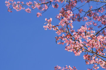 pink cherry blossom with clear blue sky in sunny day