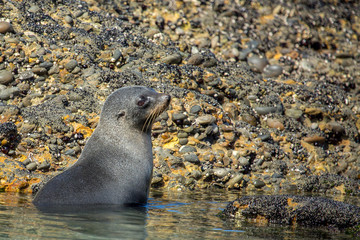 Baby wild New Zealand fur pup seal frollicking and playing at the beach