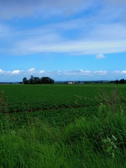 Fototapeta premium 広大な畑(北海道十勝地方)