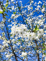 Cherry garden blooming against blue sky.
