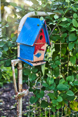 red and blue birdhouse on rusted gate with ivy - vertical