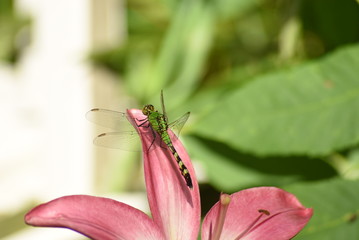 Dragonfly on Lily