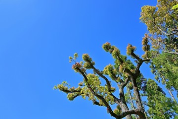 青空バックにカラフルな若葉 