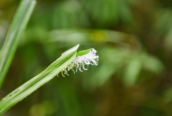 white insect on leaf - Strange insects rare white fur in the forest