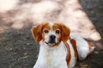 Dog breed Breton Spaniel