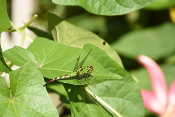 Green Dragonfly