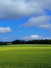 北海道十勝の畑(夏)