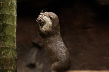 Otter at feeding time in Australia