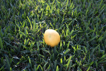Light yellow lemon resting in thick and dense grass as the sun sets on both