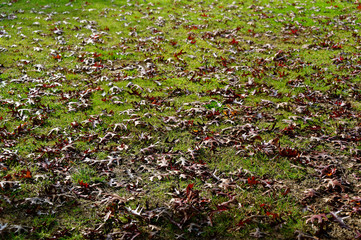 Brown autumn leaves lying on the green grass