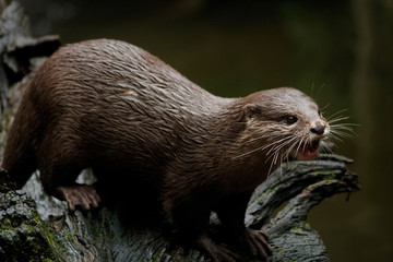 Obraz premium Otter at feeding time in Australia