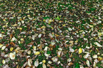 Dead leaves lie on the grass